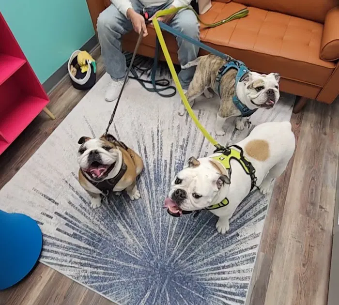 PetVet365 Pet Hospital Pittsburgh / South Hills Picture 4