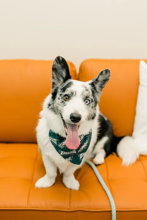 PetVet365 Pet Hospital Pittsburgh / South Hills Picture 3