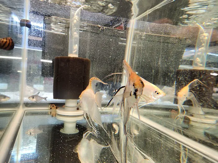 Gordon’s Aquatics LLC Picture 9
