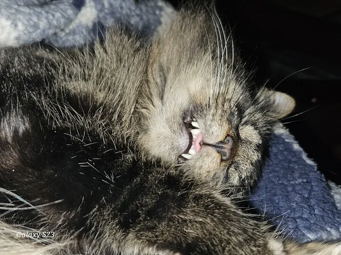 Always Compassionate Veterinary Care Picture 8