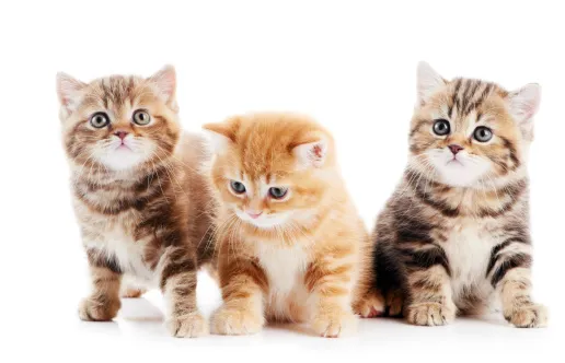 Always Compassionate Veterinary Care Picture 4