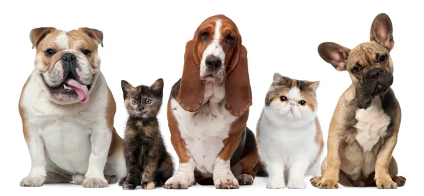 Always Compassionate Veterinary Care Picture 1