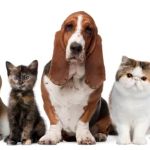 Always Compassionate Veterinary Care