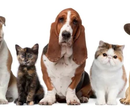 Always Compassionate Veterinary Care