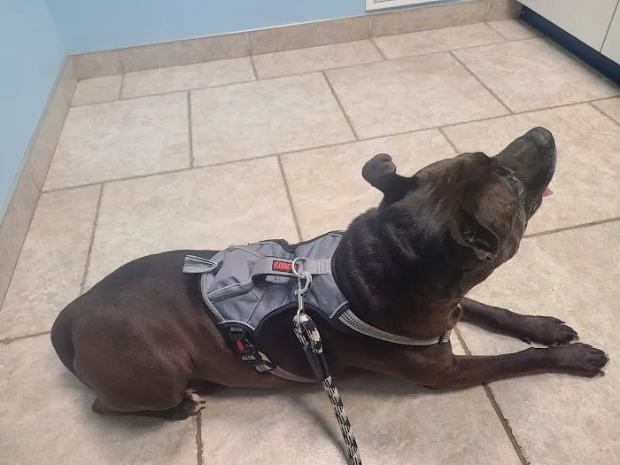 Always Compassionate Veterinary Care Picture 9