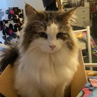 Pleasant Hills Pet Hospital ico