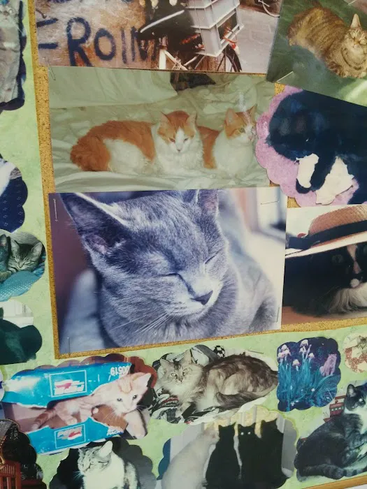 Bethel Park Cat Clinic Picture 6