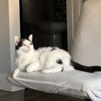 Bethel Park Cat Clinic ico