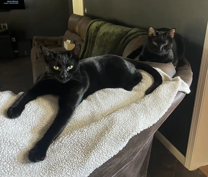 Bethel Park Cat Clinic Picture 4