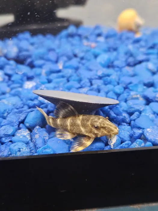 Pet Zone Picture 3