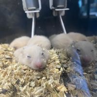 Pet Zone ico