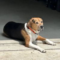 A Step Up Veterinary Clinic ico