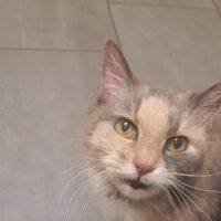 Banfield Pet Hospital ico