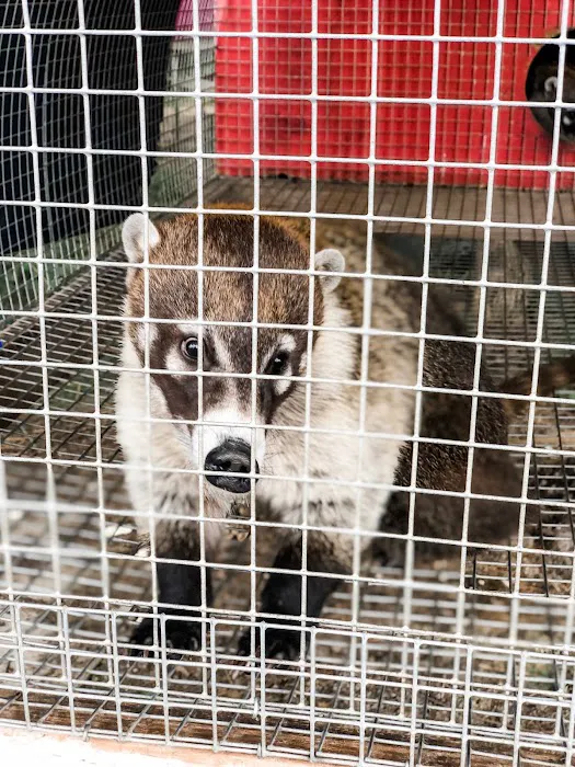 Kokas Exotic Animals Picture 2