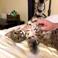 Kokas Exotic Animals ico