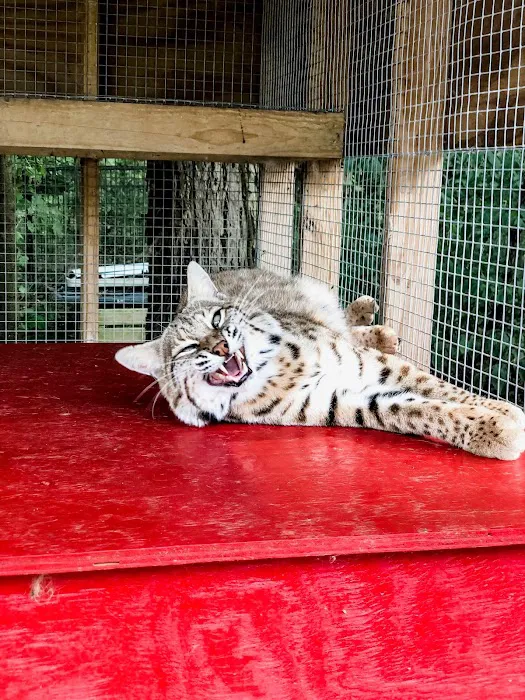 Kokas Exotic Animals Picture 10