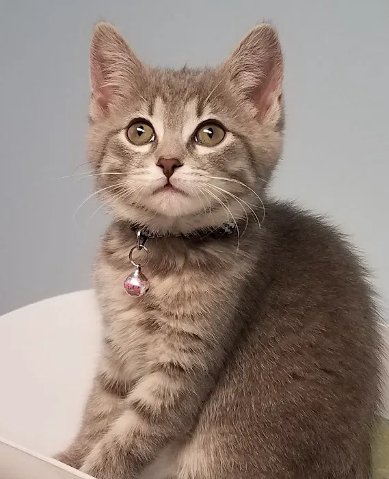 Munhall Veterinary Hospital Picture 7