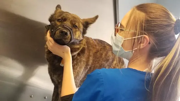 Munhall Veterinary Hospital Picture 4