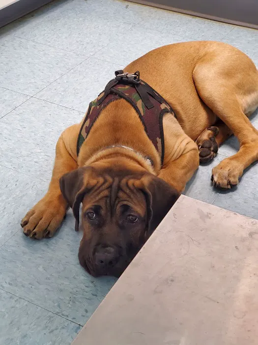 Munhall Veterinary Hospital Picture 10