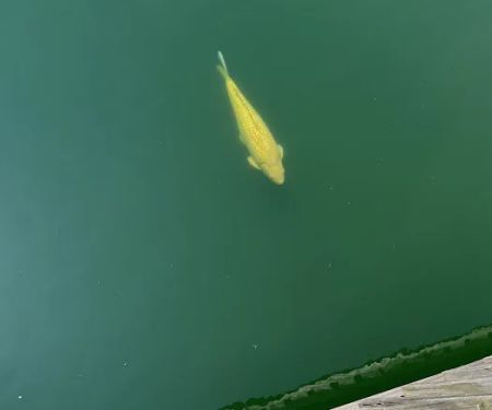 Ohio Koi