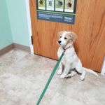 Muddy Creek Animal Clinic, LLC