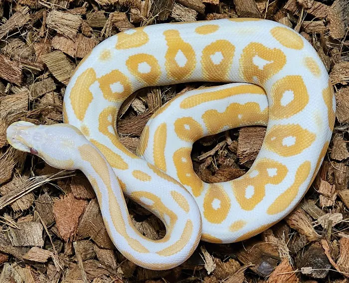 Boop Noodle Balls Picture 8
