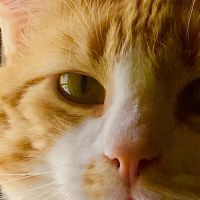 Myoma Animal Hospital ico