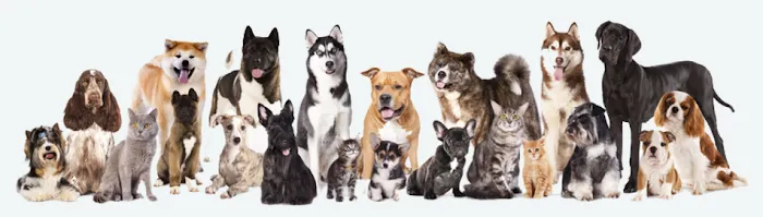 Myoma Animal Hospital Picture 5