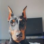 Mars Animal Depot Veterinary