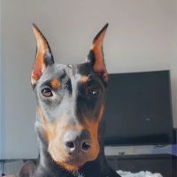 Mars Animal Depot Veterinary ico