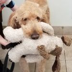 Good Shepherd Veterinary Hospital