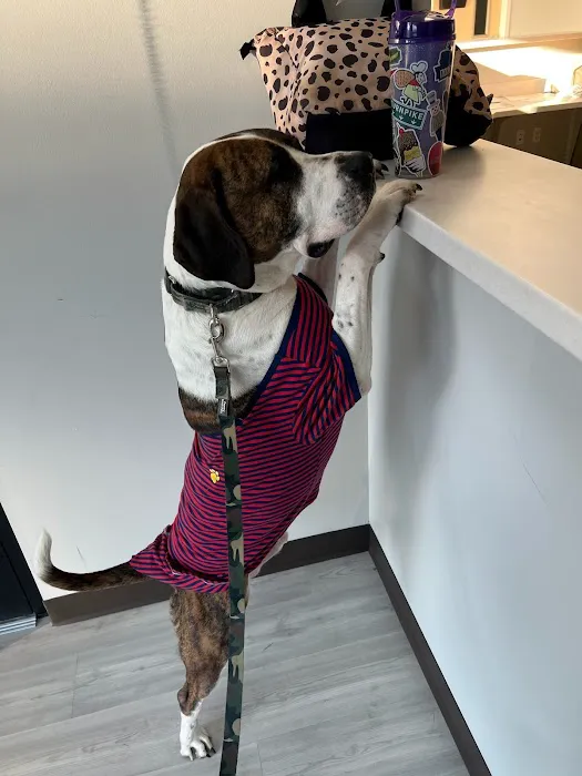 All Pet Animal Hospital Picture 10