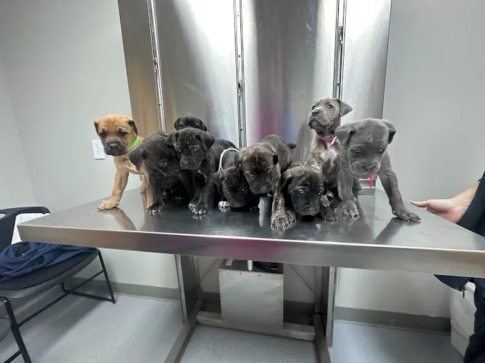 All Pet Animal Hospital Picture 7
