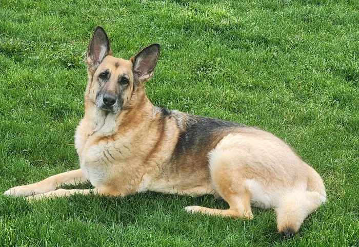 All Pet Animal Hospital Picture 5