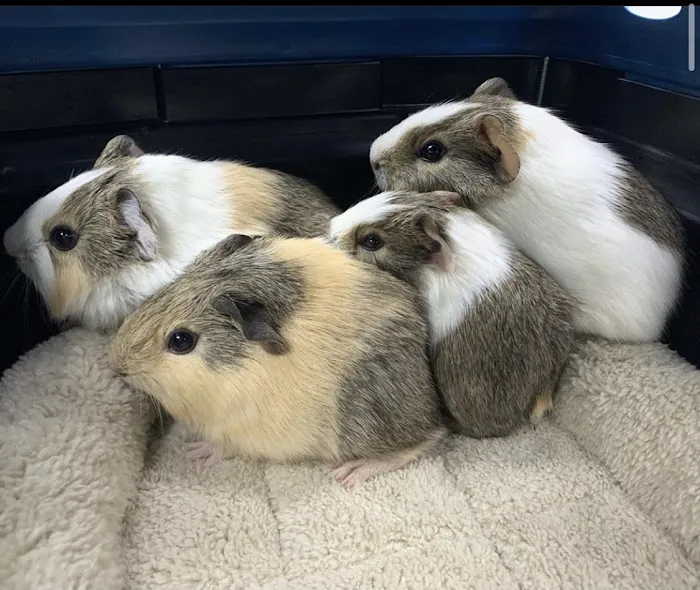 All Pet Animal Hospital Picture 4