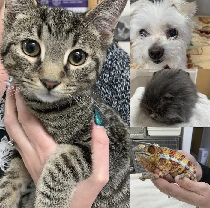 All Pet Animal Hospital Picture 6