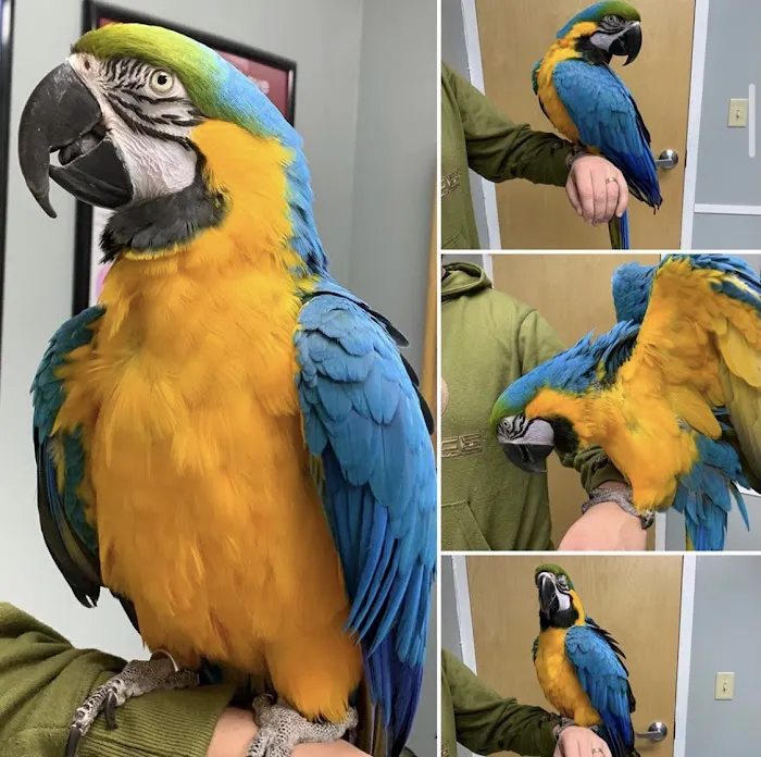 All Pet Animal Hospital Picture 8