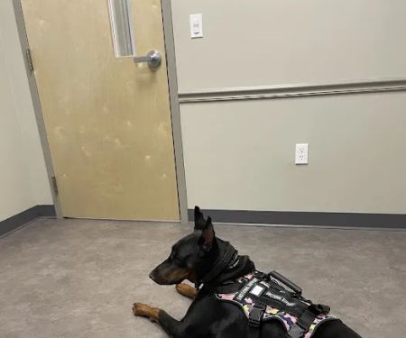 Seven Fields Veterinary Hospital