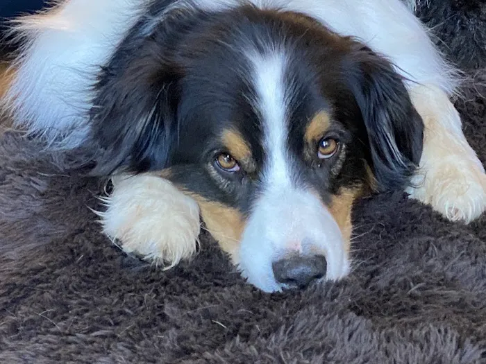 Windrose Animal Hospital & Urgent Care Picture 3