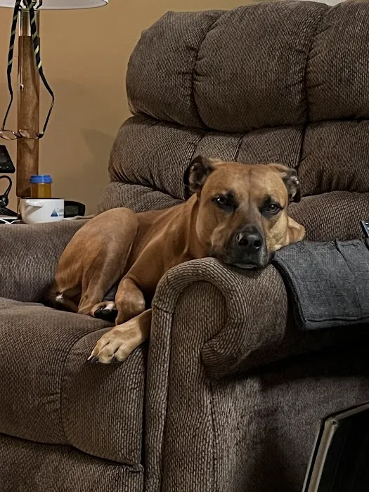 Windrose Animal Hospital & Urgent Care Picture 1