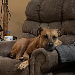 Windrose Animal Hospital & Urgent Care
