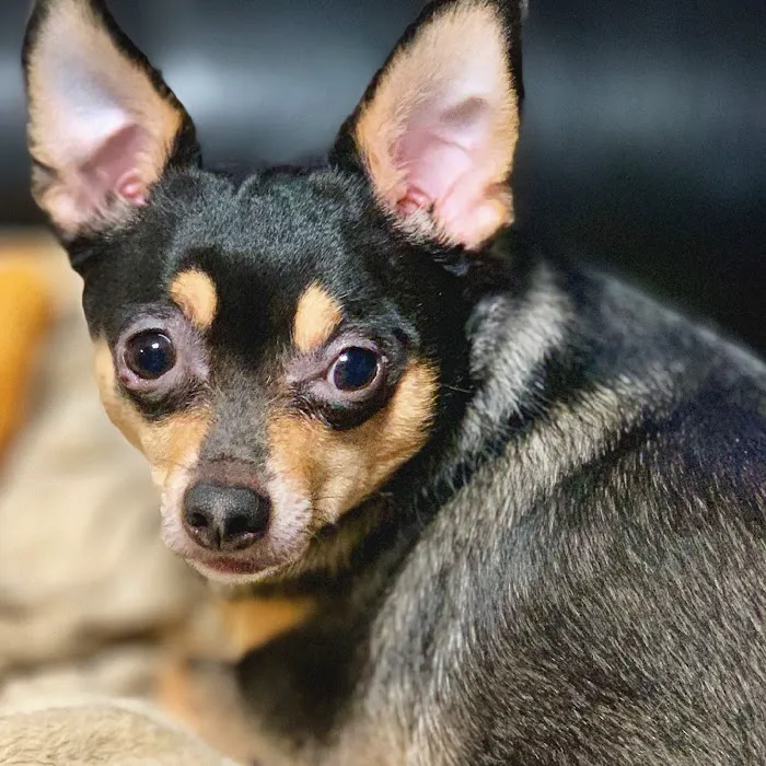 Windrose Animal Hospital & Urgent Care Picture 7
