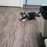 PetSmart veterinary