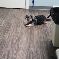 PetSmart veterinary ico