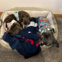 Banfield Pet Hospital ico