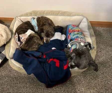 Banfield Pet Hospital