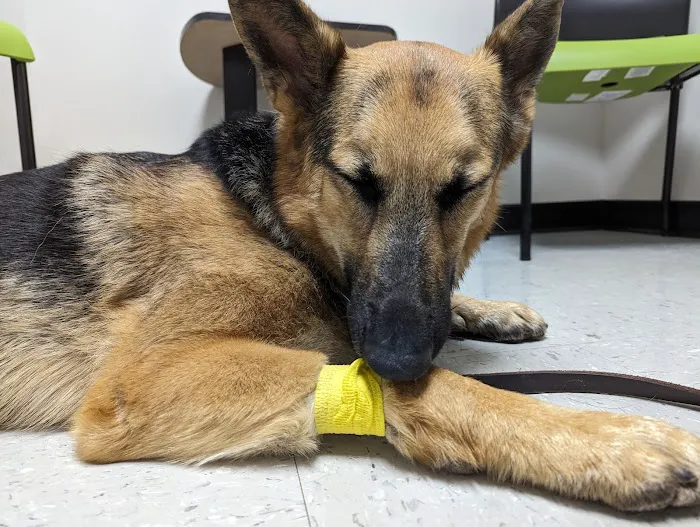 Safe Haven Veterinary Hospital Picture 6