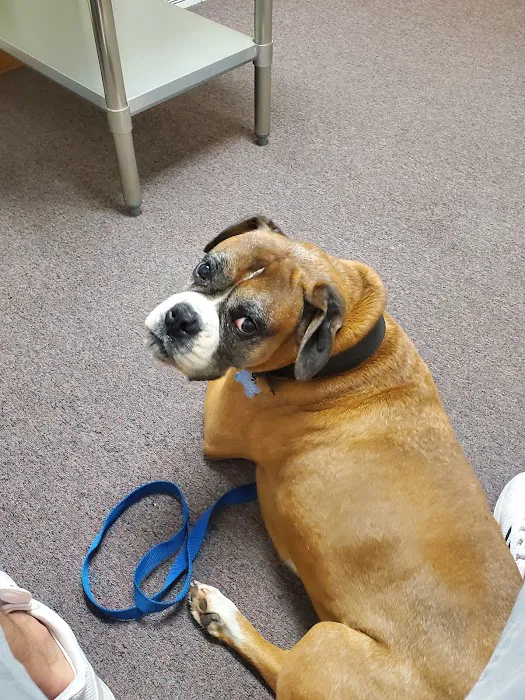Safe Haven Veterinary Hospital Picture 4
