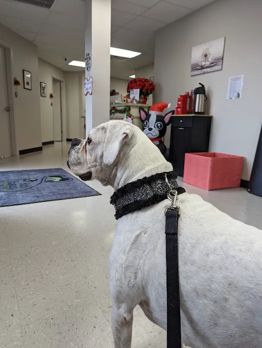 Safe Haven Veterinary Hospital Picture 1