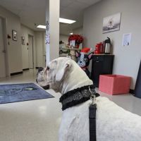 Safe Haven Veterinary Hospital ico